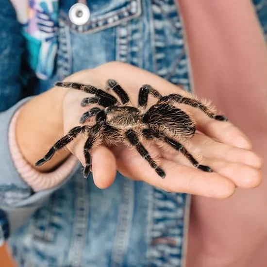 phobia hypnotherapy 165 53 fearofspidersrollover